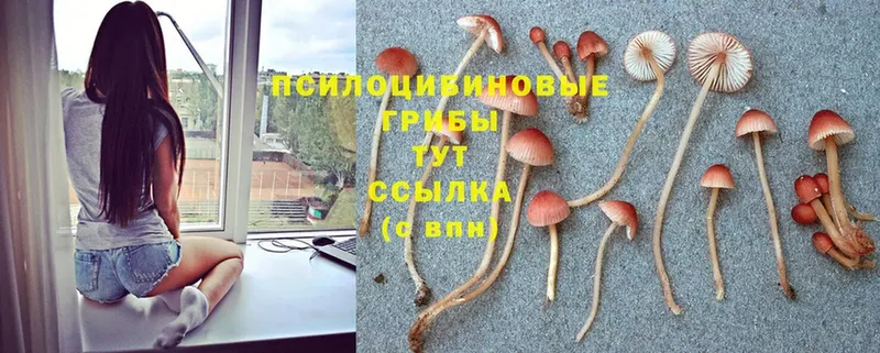 где найти   Аксай  hydra зеркало  Галлюциногенные грибы GOLDEN TEACHER 